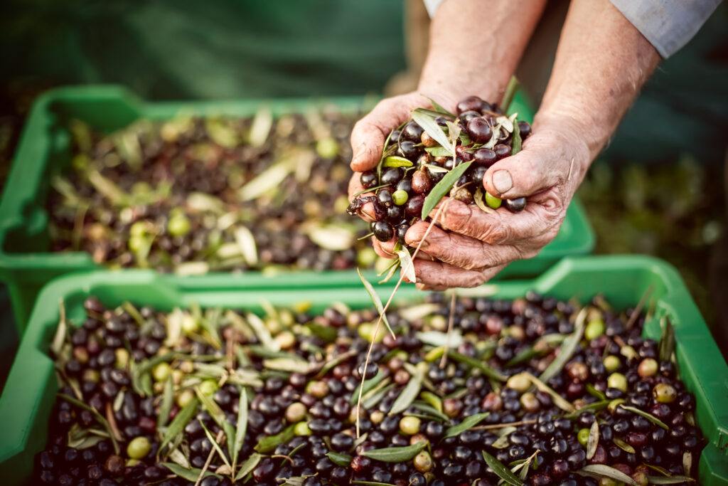 Oliven in den Händen eines Landarbeiters in Italien.